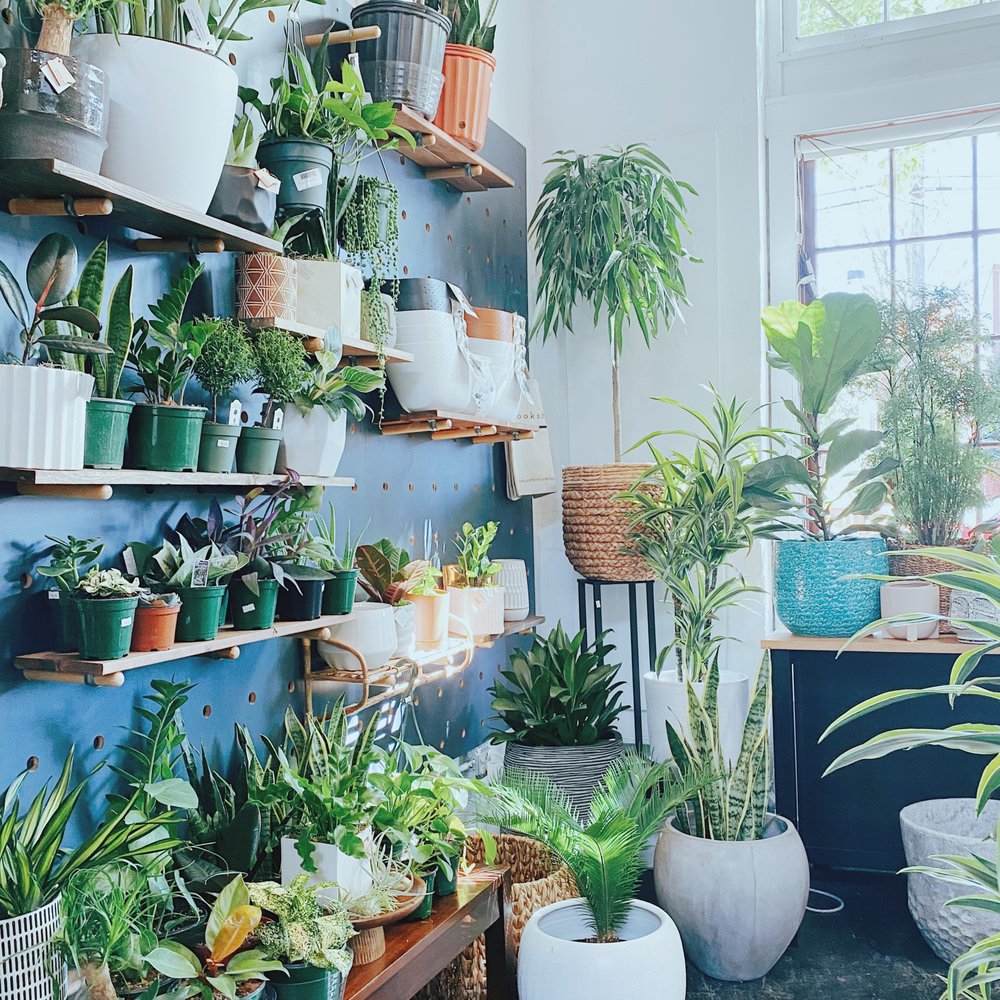 Entdecke die Vielfalt im Pflanzenshop Deutschland – Blumen, Pflanzen und mehr