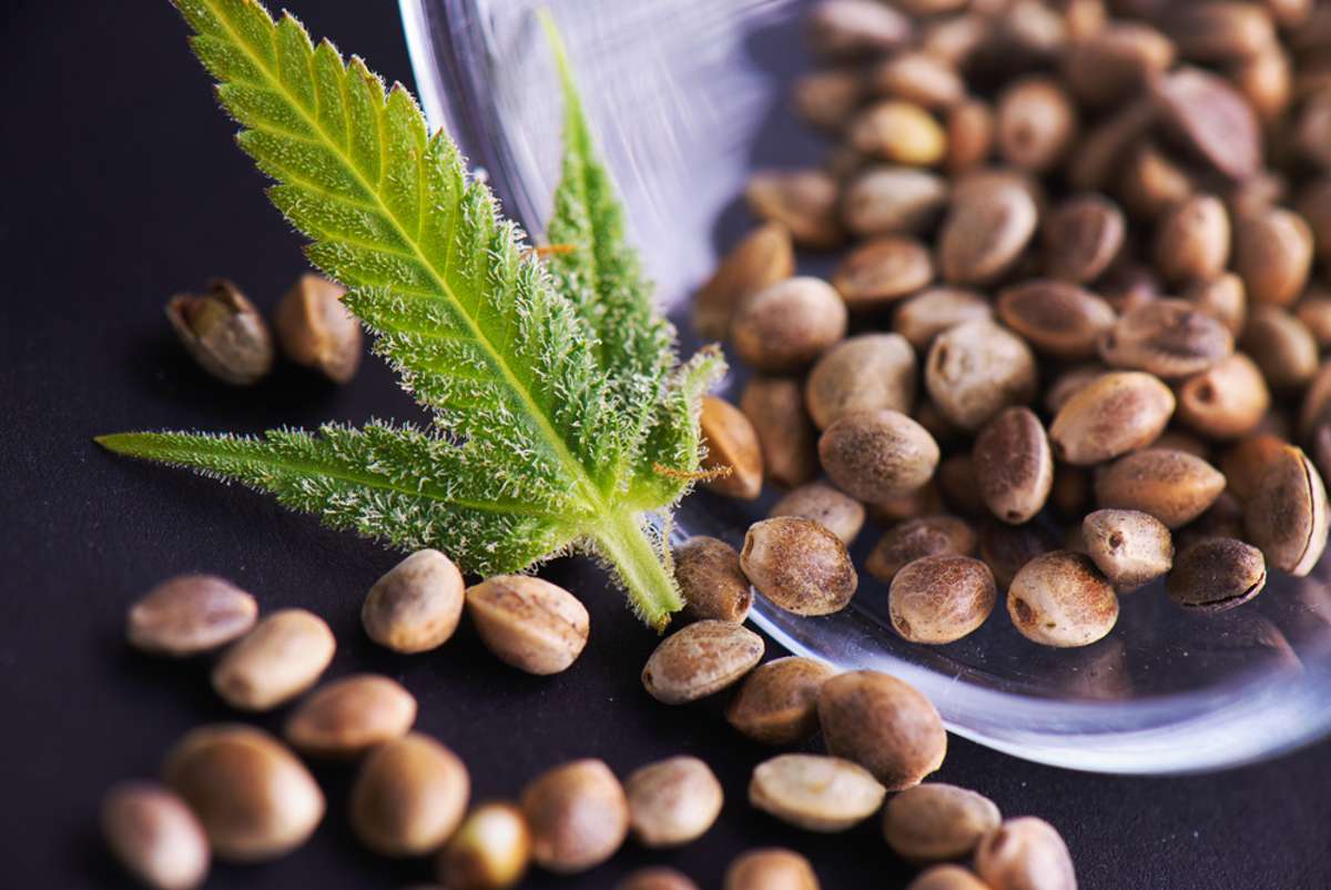 Cannabis samen worauf sie achten sollten: Worauf Sie beim Kauf achten sollten