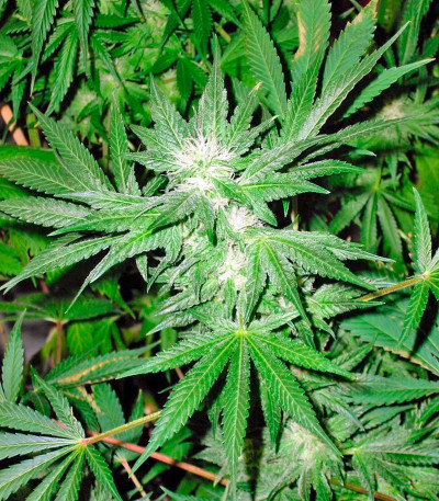 Oasis: Eine erfrischende Flucht ins Cannabis-Paradies