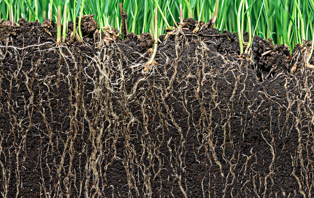 Metrop ROOT+ Wurzelstimulator: Wurzelsystem optimal fördern für kräftige Pflanzen