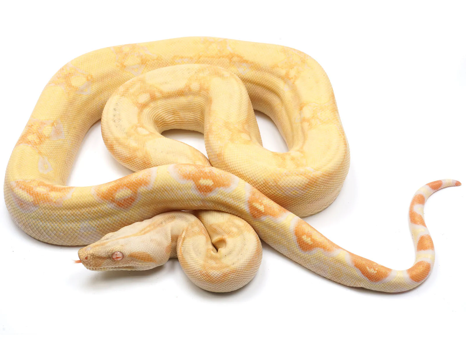 The Olive Python: Habitat, Behavior, and Conservation