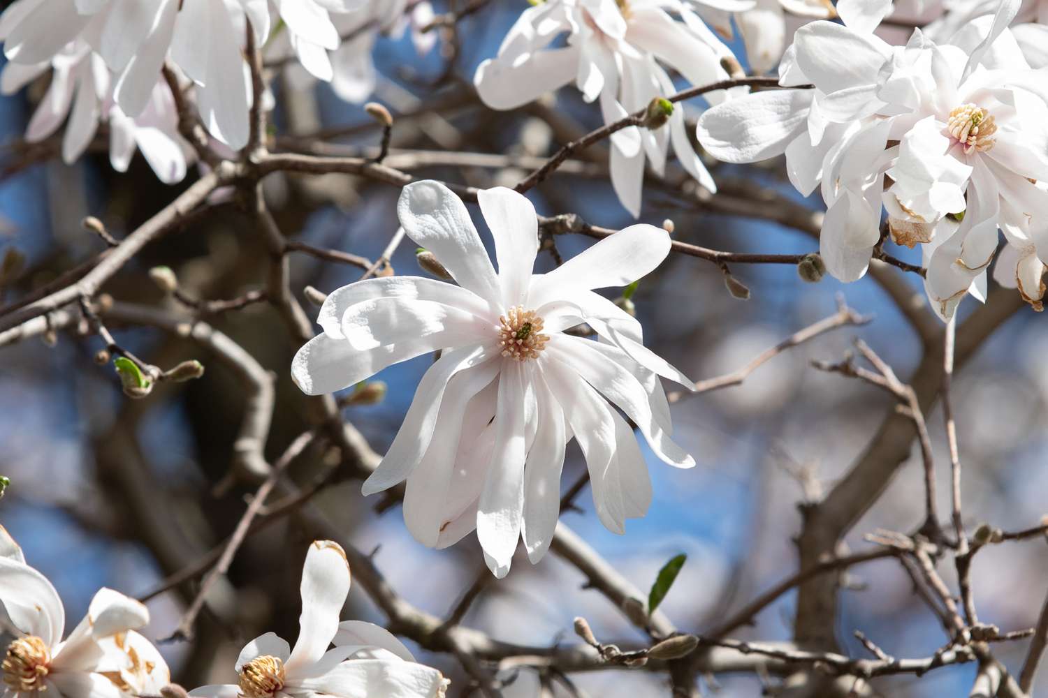 Zierbäume kaufen: Worauf Sie achten sollten, um die besten Exemplare für Ihren Garten zu finden